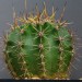 50
Echinopsis tubiflora hyb.