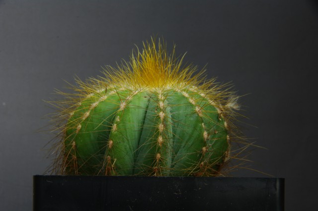 52
Eriocactus glaucescens