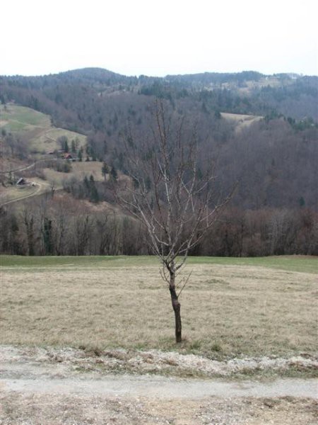 Kopitnik 2008 - foto povečava