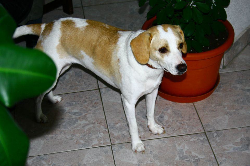 Meda - foto povečava