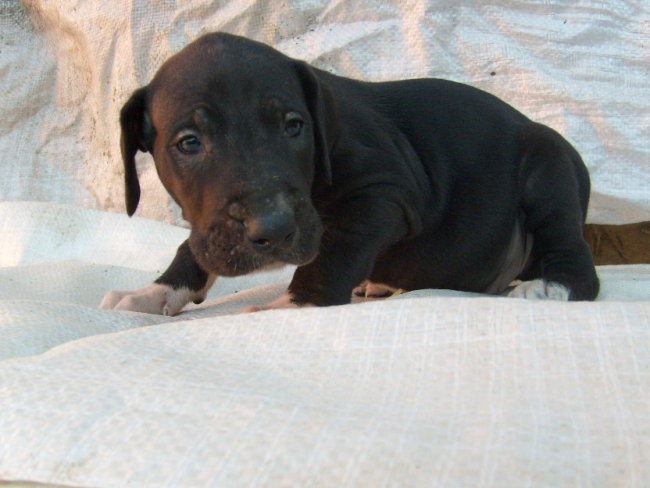 Moj mali BuBu - foto povečava