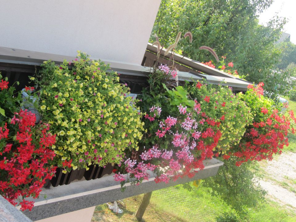 balkonsko cvetje