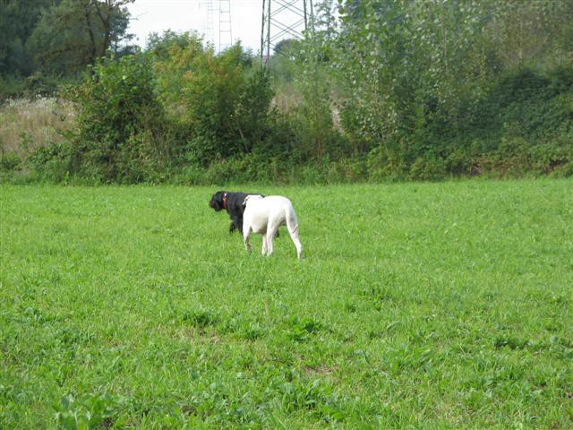 Sprehod Chuck in Bini(TibiQ) - foto