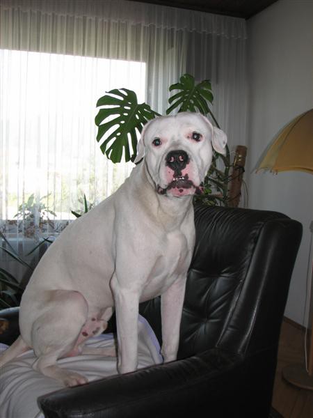 Chuck 2005 - foto