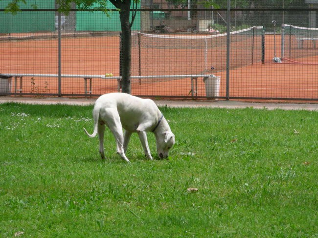 Chuck & Onyx - 26 5 2006 - foto povečava