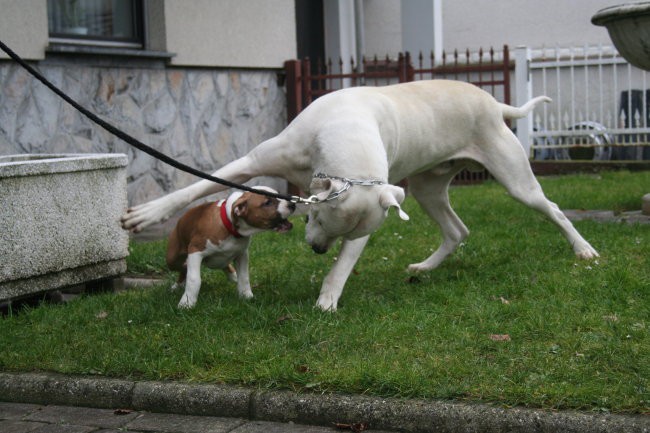 Chuck in JoLLi  - foto povečava