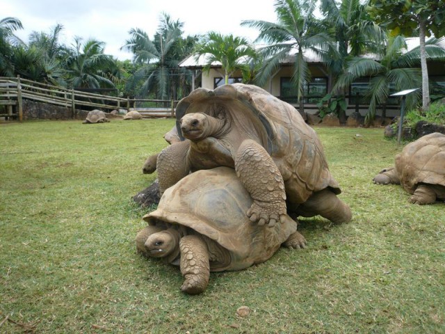 Mauritius - foto