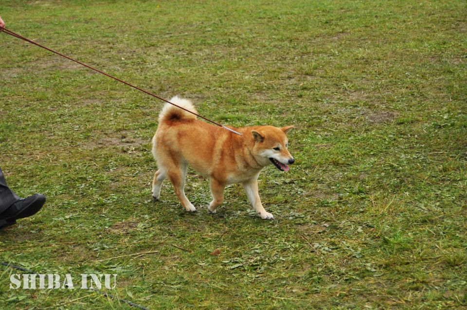 Cac Barje 2010 - foto povečava