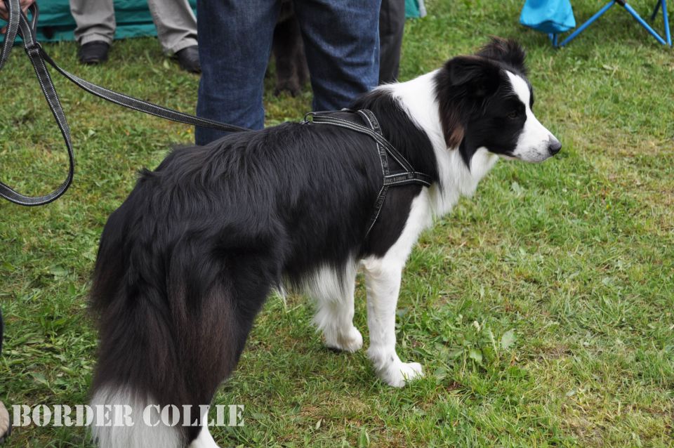 Cac Barje 2010 - foto povečava