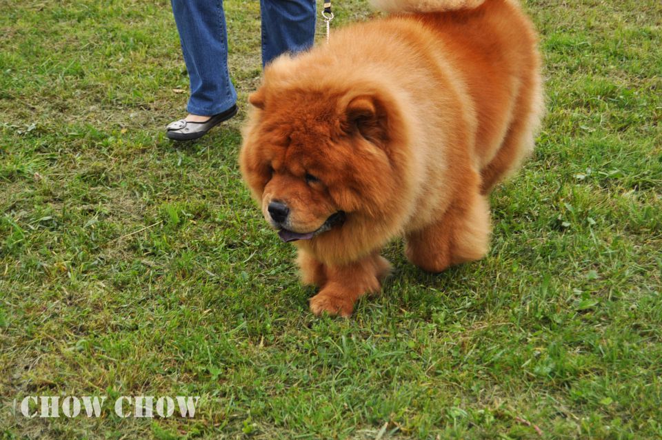 Cac Barje 2010 - foto povečava