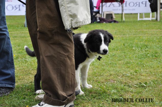 Cac Barje 2010 - foto