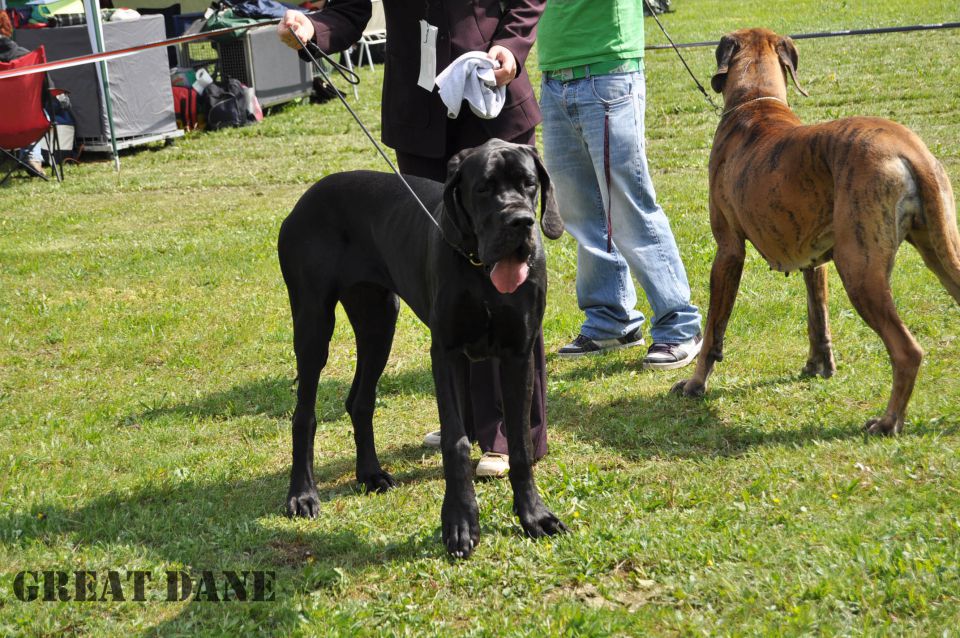 Cac Barje 2010 - foto povečava