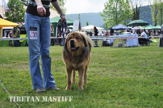 Cac Barje 2010 - foto