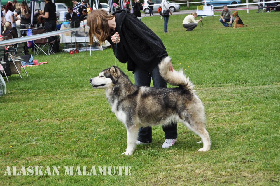 Cac Barje 2010 - foto povečava