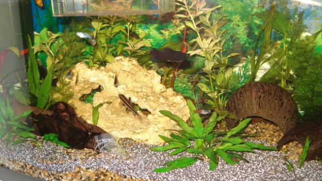 Moj aquarij - foto