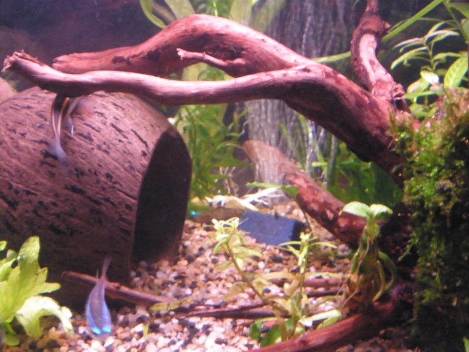 Moj aquarij - foto povečava