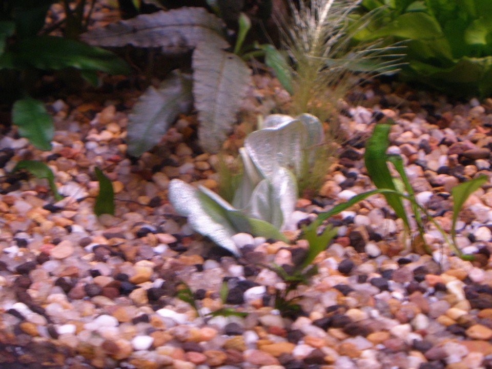 Moj aquarij - foto povečava