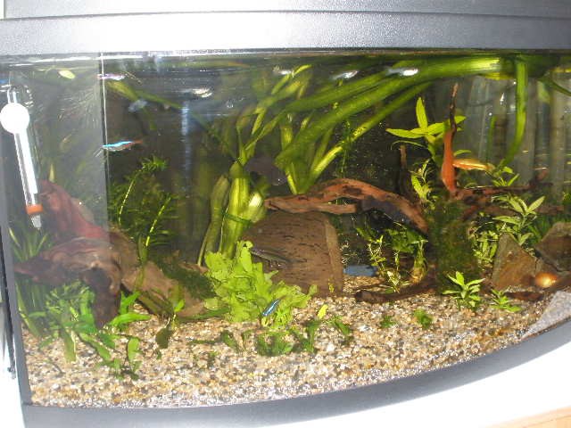 Moj aquarij - foto