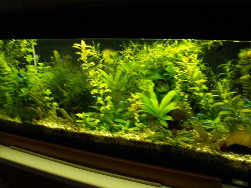 Akvarij 120 lit - foto povečava