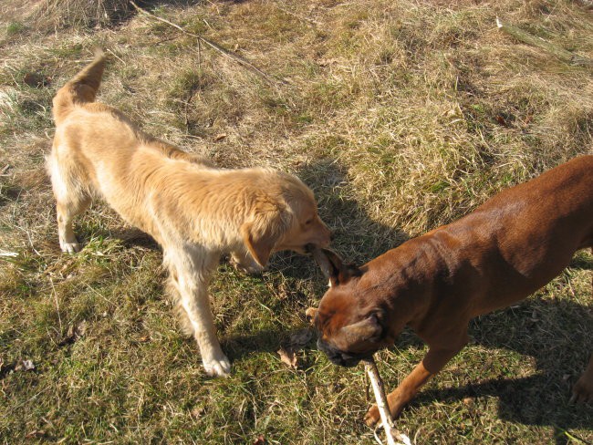 09.02.2008 - foto povečava