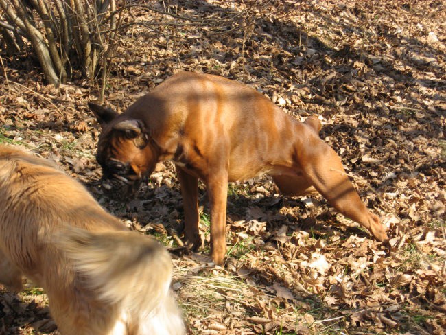 09.02.2008 - foto povečava