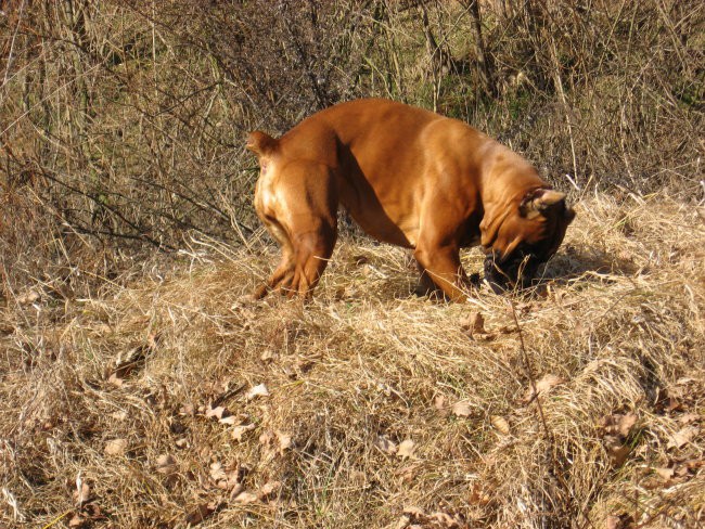 09.02.2008 - foto povečava