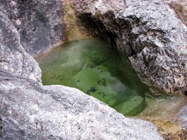 Tolmunček prekrasne barve