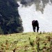 Na planini Koren se pasejo konjički.