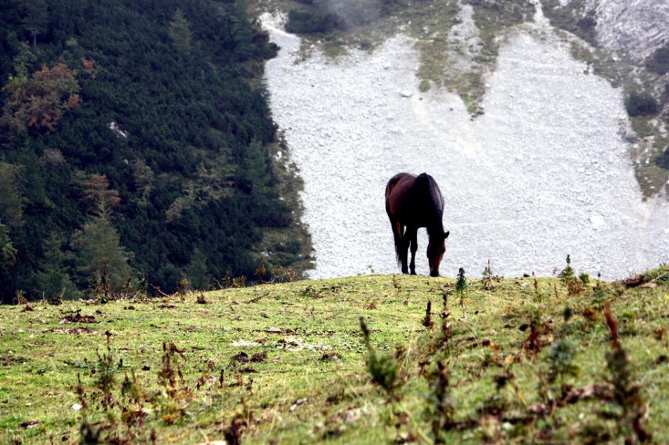 Na planini Koren se pasejo konjički.