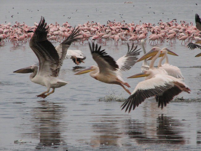 Nacionalni park Nakuru