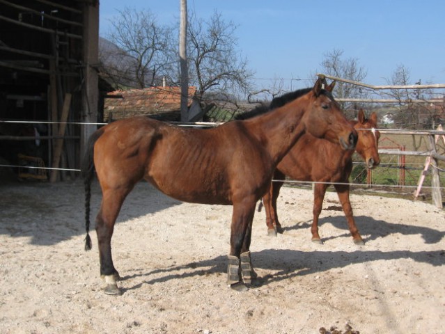 Naše babnce - foto