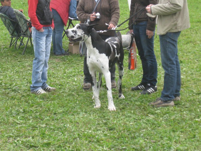 Zlata doga 2007 - foto povečava