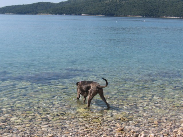 Goochie na morju maj 2008 - foto