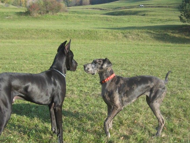 Goochie in Nero - foto povečava