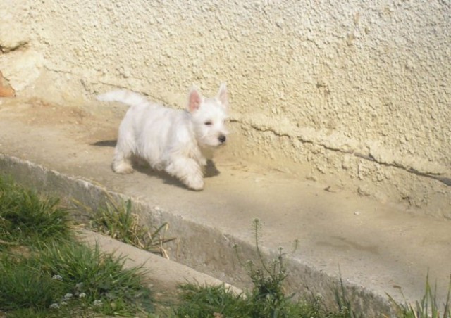 Višavski terierji - foto