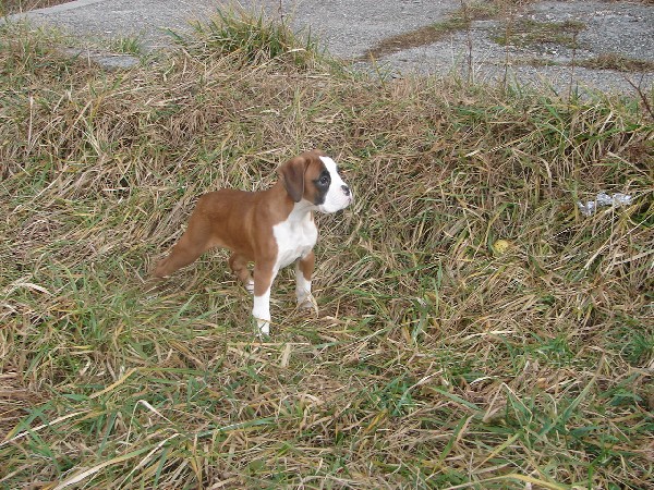 štenad druga polovina januar 2007. - foto povečava