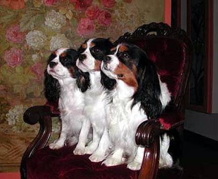 Bepo - foto povečava