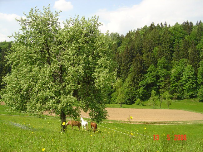 Gogi, Kaprica, Lady - foto povečava