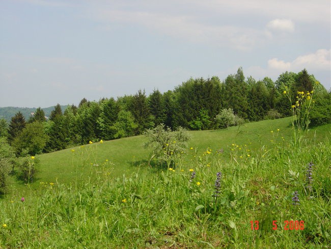 Gogi, Kaprica, Lady - foto povečava