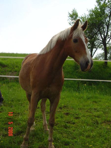 Gogi, Kaprica, Lady - foto povečava