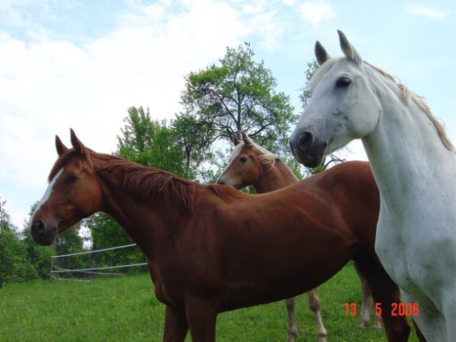 Gogi, Kaprica, Lady - foto