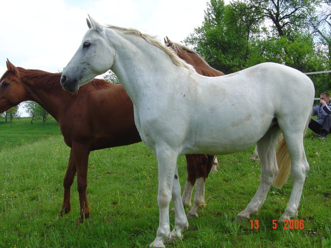 Gogi, Kaprica, Lady - foto povečava