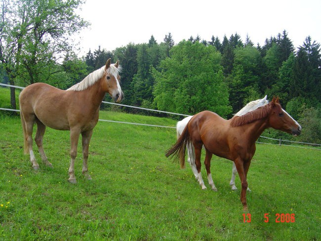 Gogi, Kaprica, Lady - foto povečava