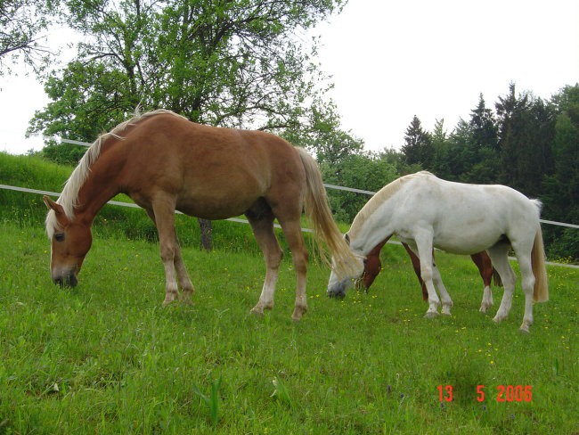 Gogi, Kaprica, Lady - foto povečava