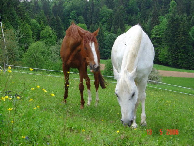 Gogi, Kaprica, Lady - foto