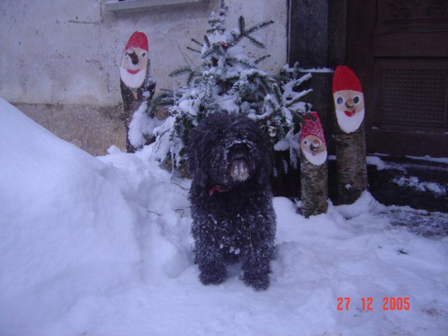 Pik- sneženi pes