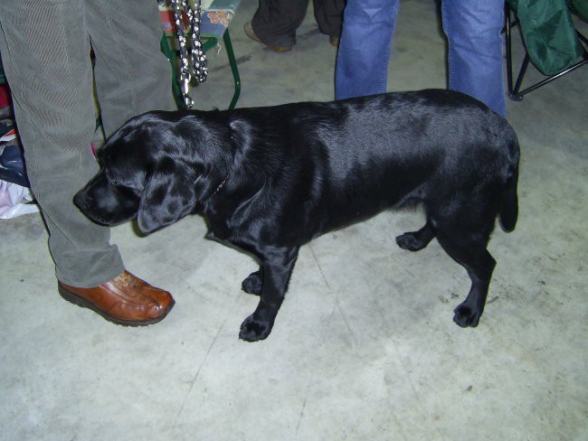 Razstava psov (sobota 14.1.2006) - foto povečava
