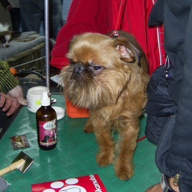 Razstava psov (sobota 14.1.2006) - foto