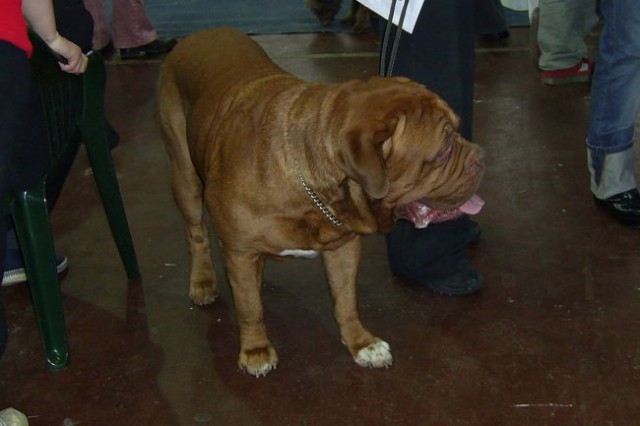 Razstava psov (sobota 14.1.2006) - foto