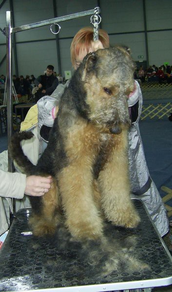 Razstava psov (sobota 14.1.2006) - foto